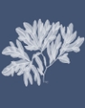 Picture of SEAWEED 4 WHITE ON INDIGO BLUE