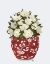 Picture of CHINOISERIE MAGNOLIAS WHITE - RED VASE