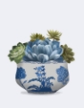Picture of ECHEVERIA IN BLUE 4