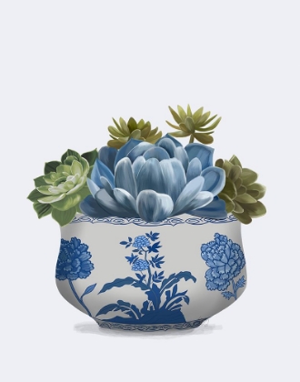 Picture of ECHEVERIA IN BLUE 4
