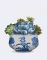 Picture of ECHEVERIA IN BLUE 4