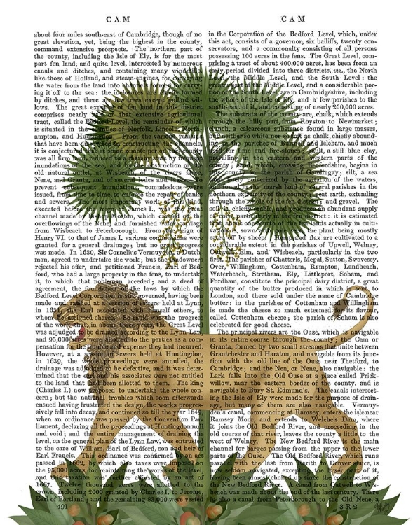 Picture of LION UNDER PALM, ANIMALIA BOOK PRINT