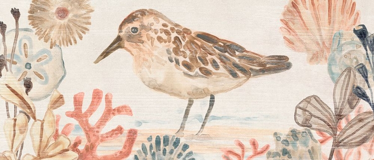 Picture of SHELL PIPERS COLLECTION D