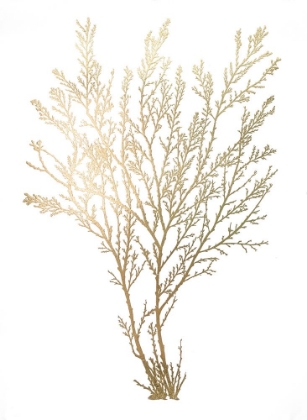 Picture of  CH GOLD FOIL ALGAE I