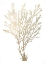 Picture of  CH GOLD FOIL ALGAE I