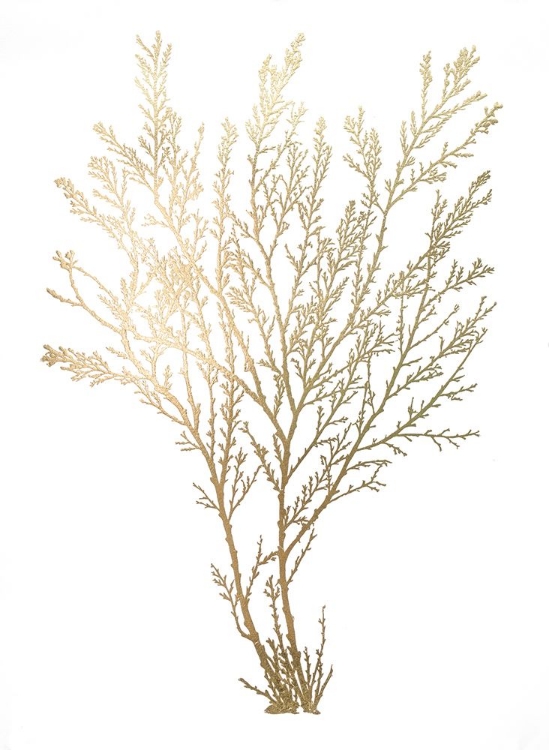 Picture of  CH GOLD FOIL ALGAE I