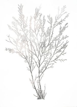 Picture of SILVER FOIL ALGAE I