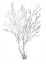 Picture of SILVER FOIL ALGAE I