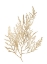 Picture of GOLD FOIL ALGAE II