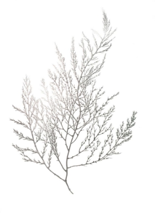 Picture of  CH SILVER FOIL ALGAE II