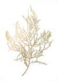 Picture of GOLD FOIL ALGAE III
