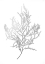 Picture of SILVER FOIL ALGAE III