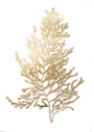 Picture of  CH GOLD FOIL ALGAE IV
