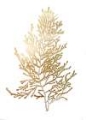 Picture of  CH GOLD FOIL ALGAE IV