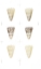 Picture of 6-UP GOLD FOIL SHELL I
