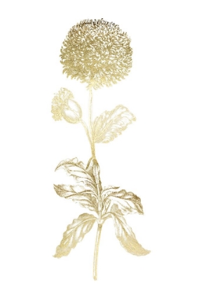 Picture of GOLD FOIL SINGULAR BEAUTY II