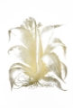 Picture of GOLD FOIL ALOE II