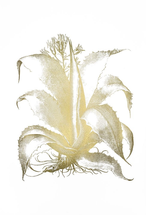 Picture of GOLD FOIL ALOE II
