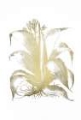 Picture of GOLD FOIL ALOE II