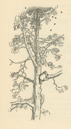 Picture of WINNIE-THE-POOH 1926 - HE CLIMBED AND CLIMBED