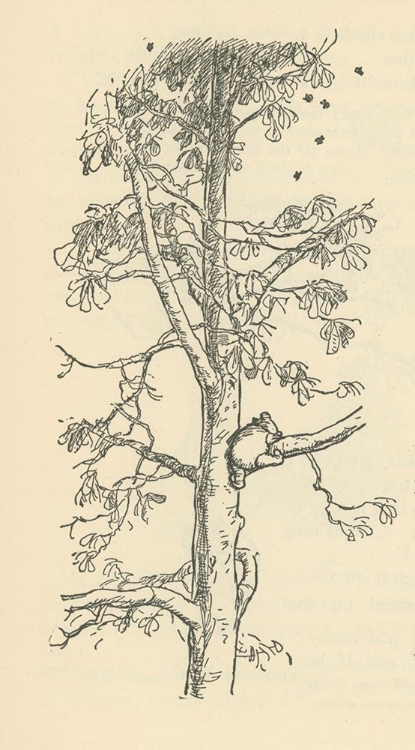 Picture of WINNIE-THE-POOH 1926 - HE CLIMBED AND CLIMBED