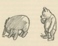 Picture of WINNIE-THE-POOH 1926 - WHATS HAPPENED TO YOUR TAIL