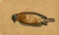 Picture of DEAD BIRD 1845