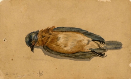 Picture of DEAD BIRD 1845