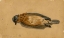 Picture of DEAD BIRD 1845