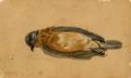 Picture of DEAD BIRD 1845