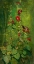 Picture of RED HOLLYHOCKS