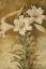 Picture of STILL LIFE OF EASTER LILIES CA 1896