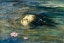 Picture of THE STRANGE THING LITTLE KIOSAI SAW IN THE RIVER 1897