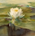Picture of WATER LILY IN SUNLIGHT CA 1883
