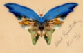 Picture of BLUE BUTTERFLY 1896