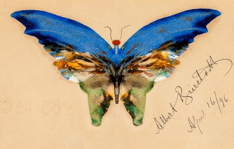 Picture of BLUE BUTTERFLY 1896