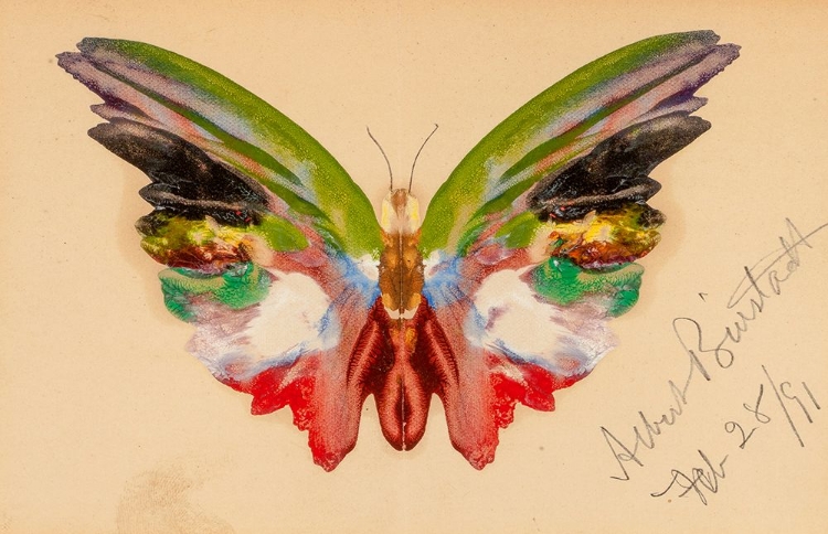 Picture of BUTTERFLY 1891