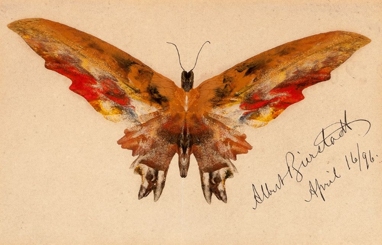 Picture of BUTTERFLY 1896