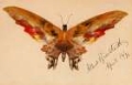 Picture of BUTTERFLY 1896