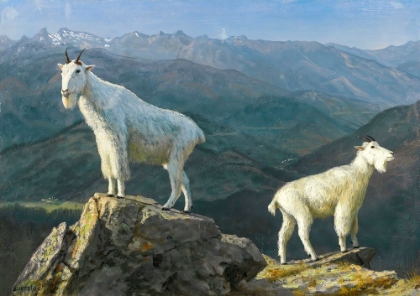 Picture of MOUNTAIN GOATS