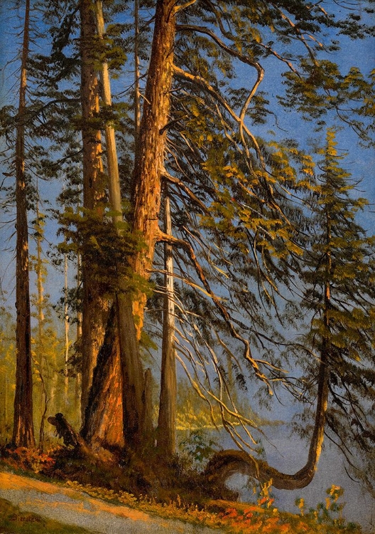 Picture of PARK AT VANCOUVER CA 1889