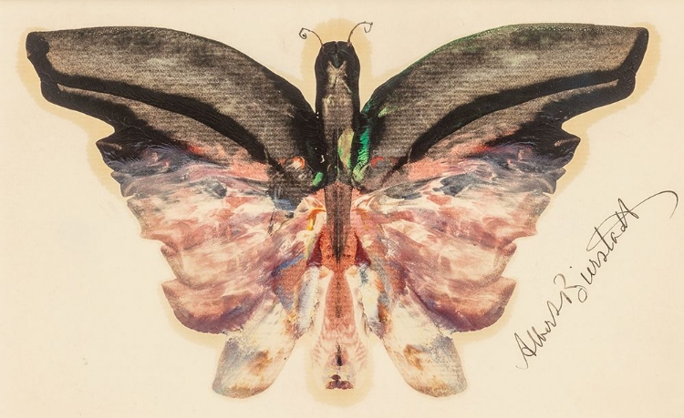 Picture of PINK BUTTERFLY