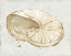 Picture of NEUTRAL SHELL FRESCO I