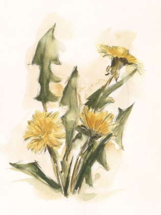 Picture of DANDELION STUDY I