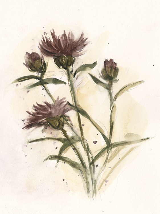 Picture of MILK THISTLE STUDY II
