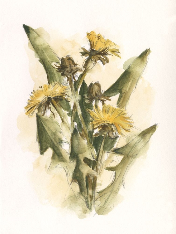 Picture of DANDELION STUDY II