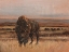 Picture of AMERICAN BUFFALO ON THE PLAINS I