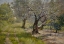 Picture of THE OLIVE GROVE 1910