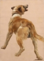 Picture of STUDY OF THE DOG FOR MAN AND ITS GUIDE