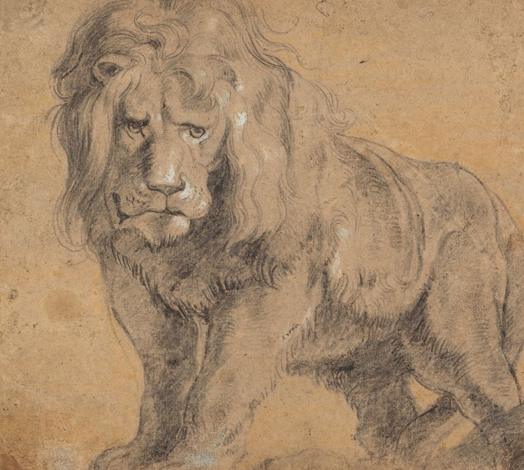 Picture of LION 1612